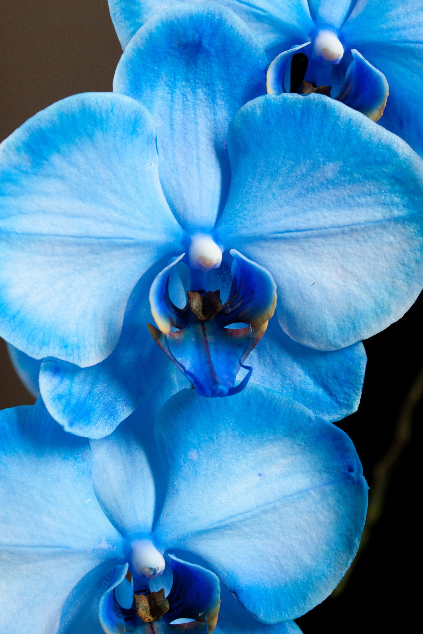 Mystic Blue Orchid by Jeffrey M. Hoffman Photo 4706924 / 500px