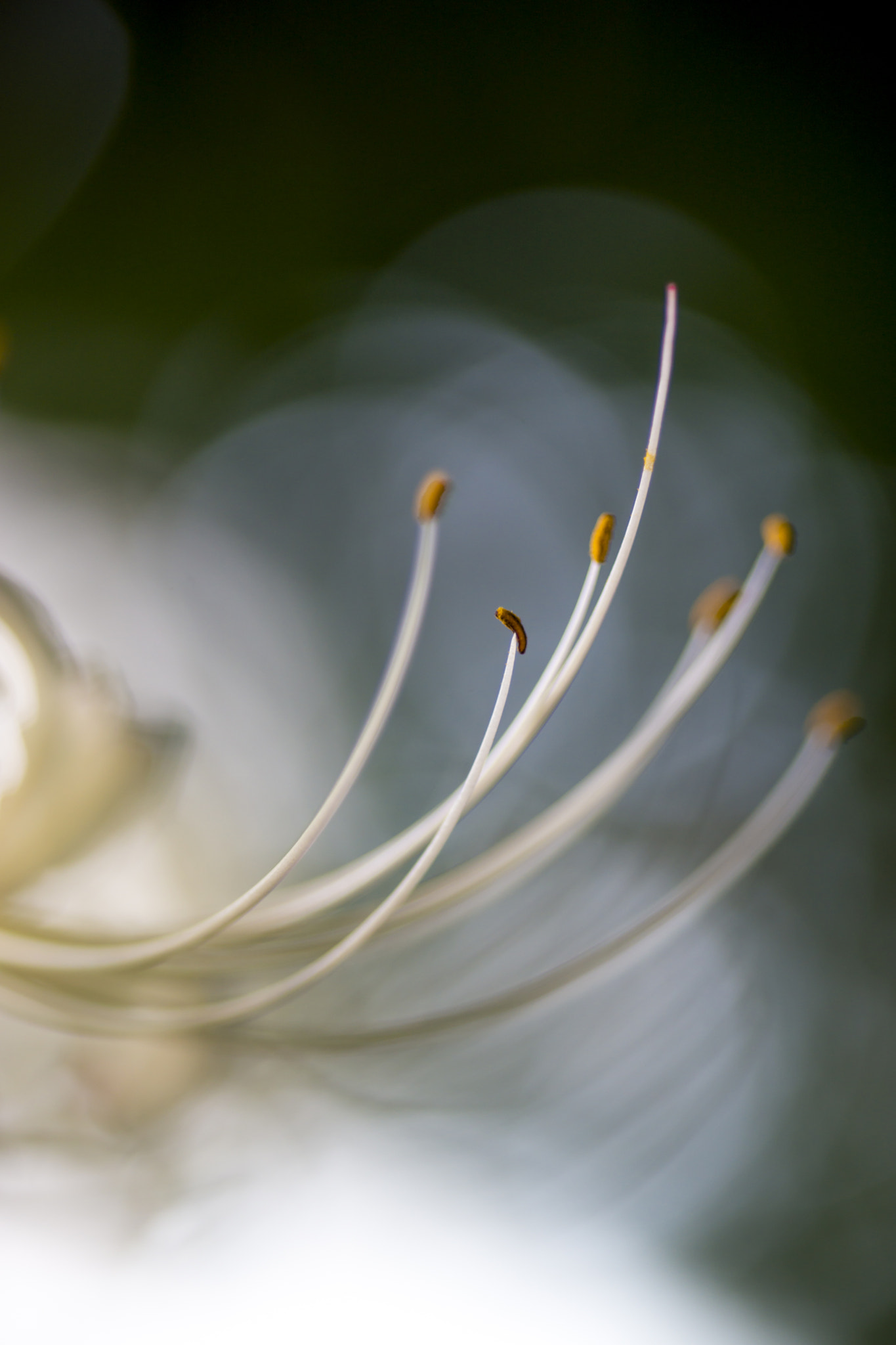 White Lycoris