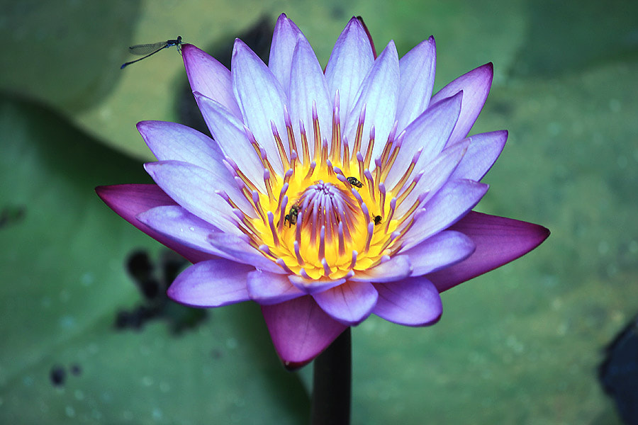 blue-water-lily-flower-by-sudarshan-v-photo-47232104-500px