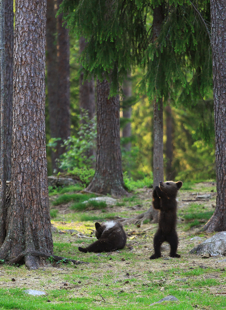 Oh, lord of the bears ... by Valtteri Mulkahainen on 500px.com