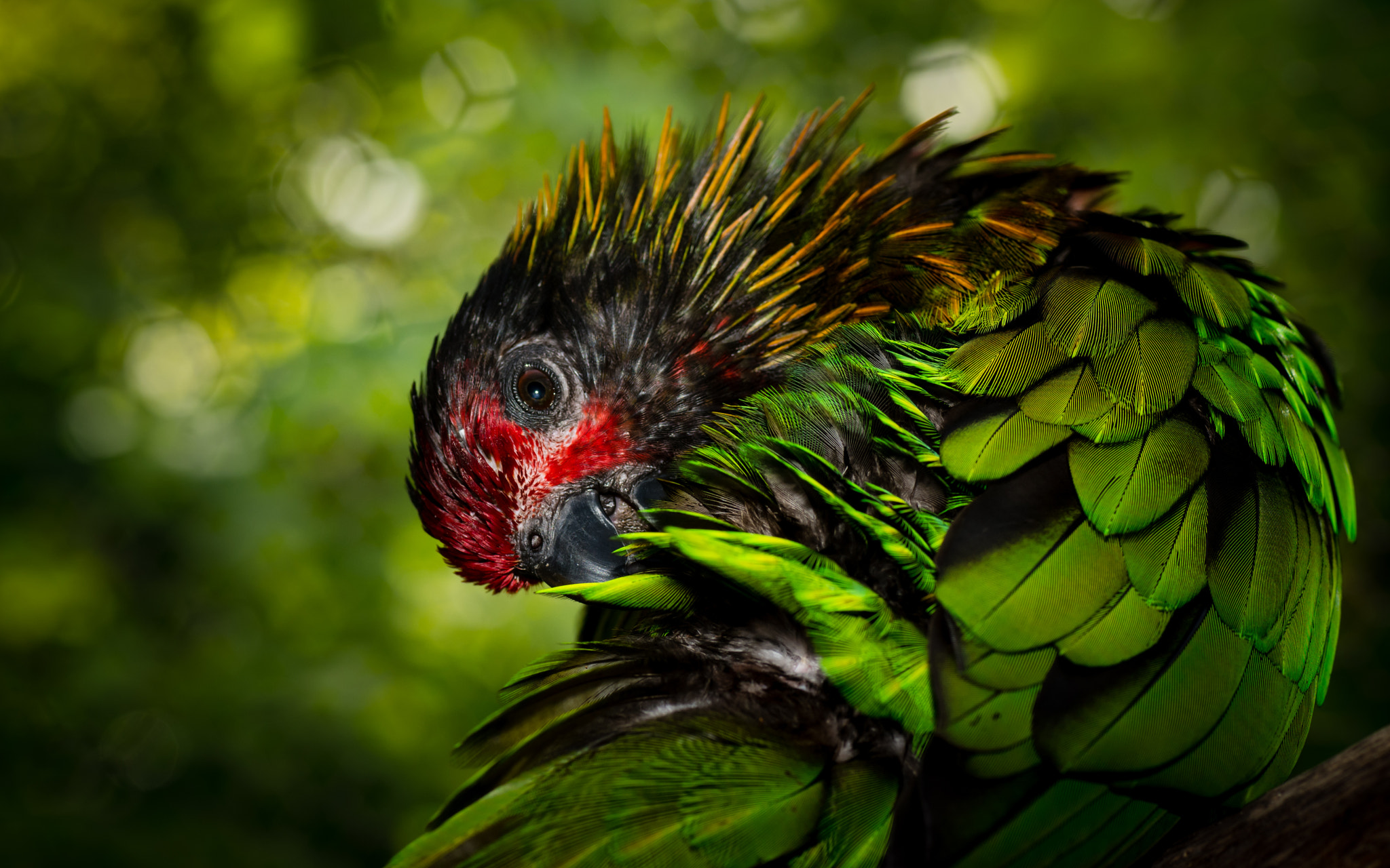 Preening