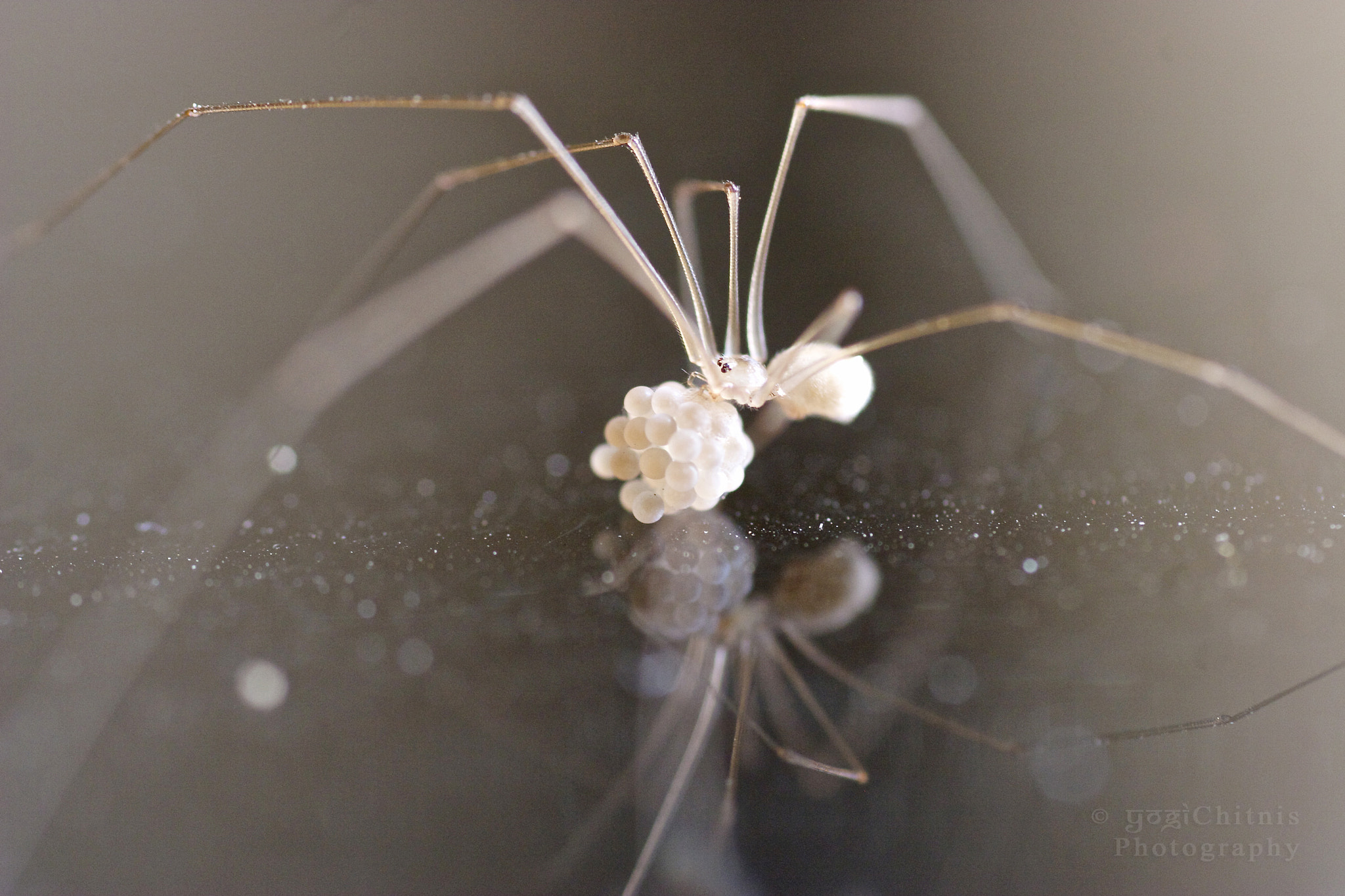 daddy-long-legs-with-eggs-by-yogi-chitnis-500px