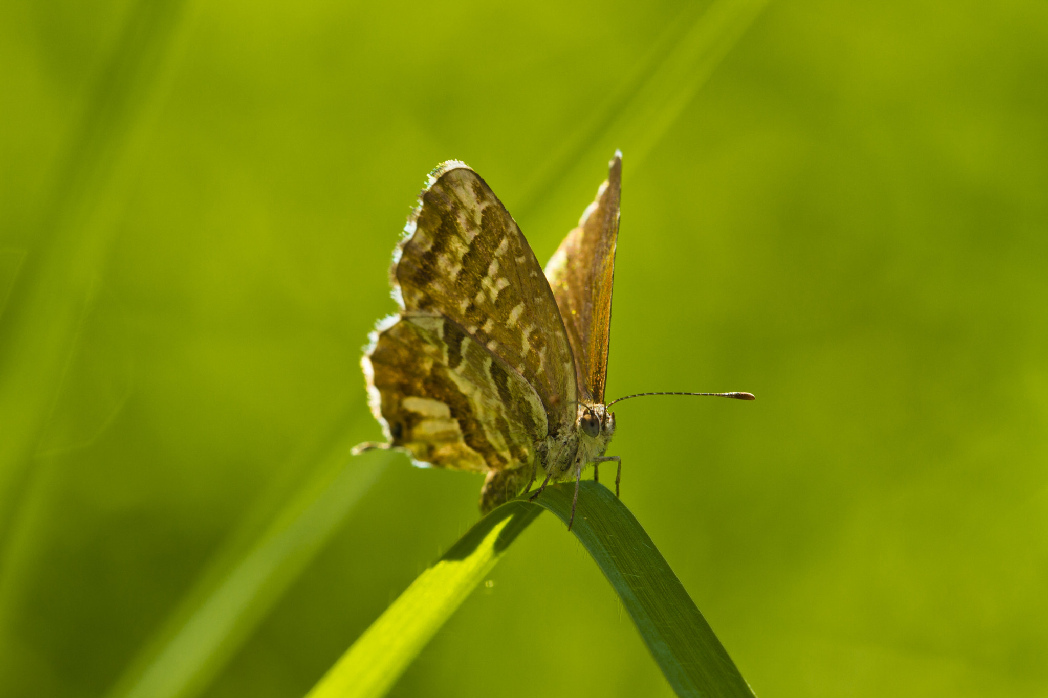 Golden beauty (Cacyreus Marshalli I)