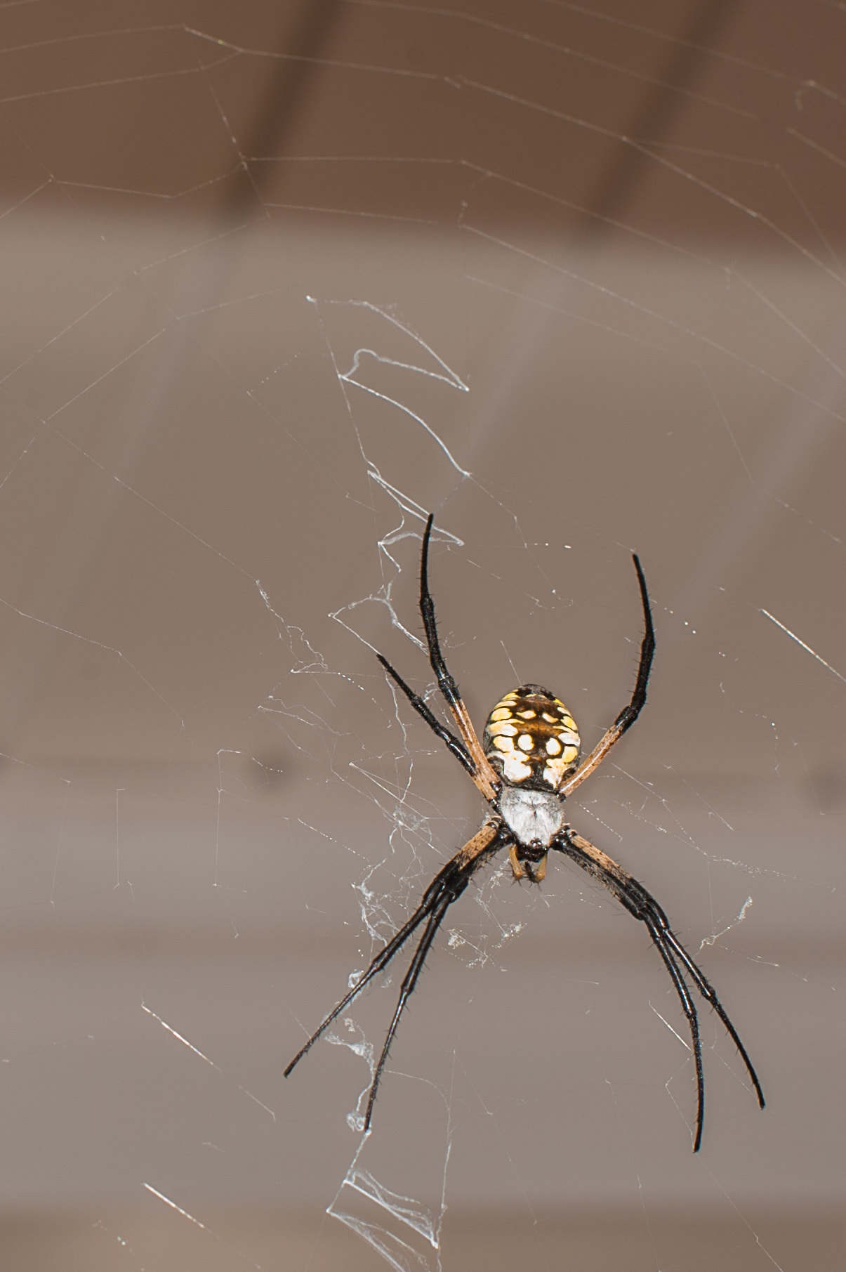 Radioactive Spider by Athul Acharya - Photo 47909726 / 500px