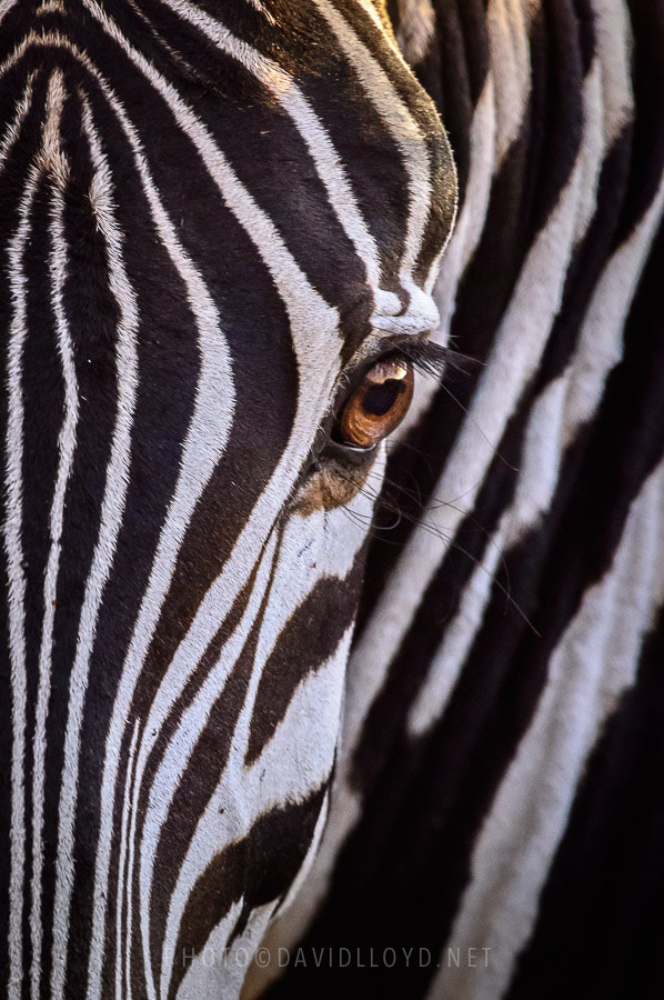 Zebra Eye by David Lloyd on 500px.com