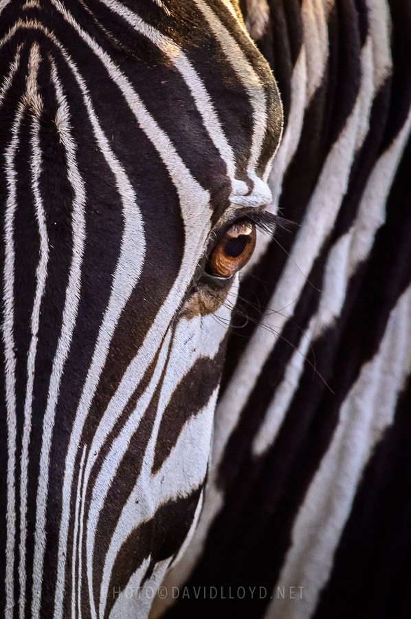Zebra Eye by David Lloyd on 500px.com