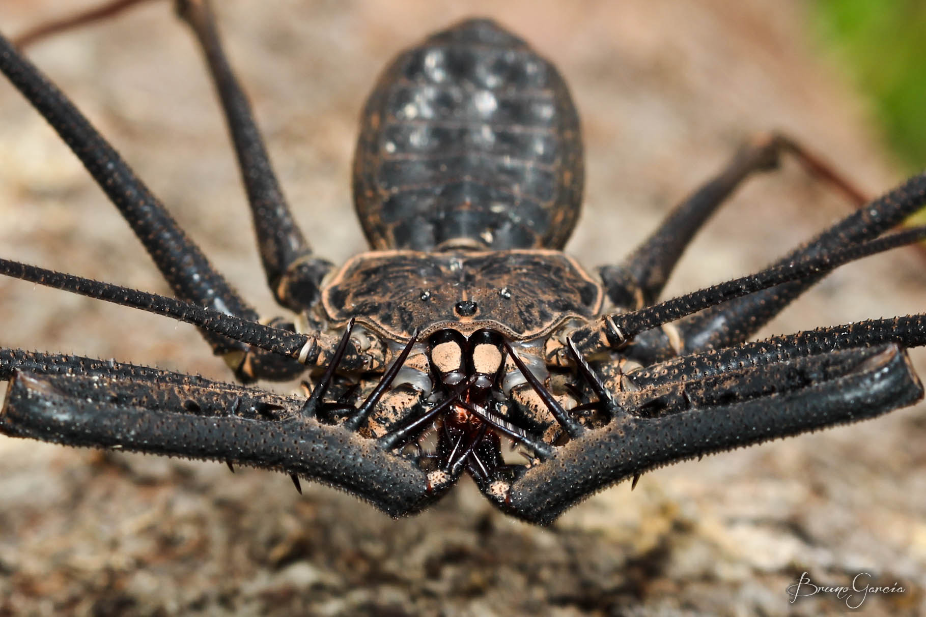 Amblypygi by Bruno Garcia Alvares / 500px