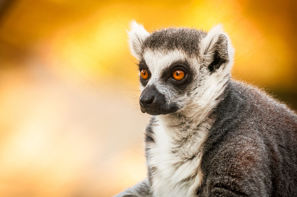 Lemur close-up by DoubleM Photography on 500px.com