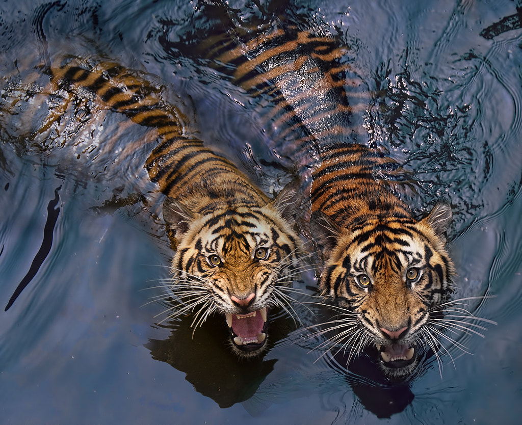 Tiger Photography 30 Tigers Photos That Will Leave You Spellbound 500px