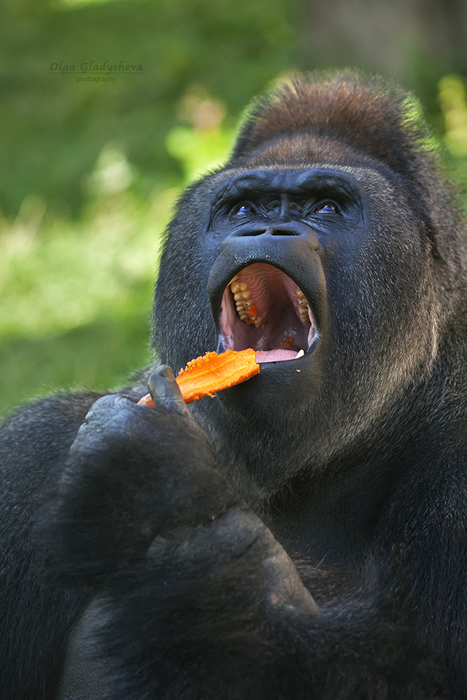 Thanks God for this tasty carrot!