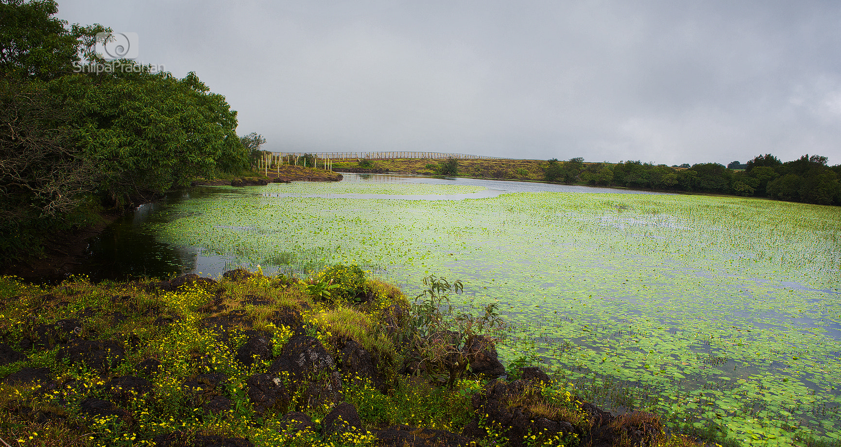 Kumudini Lake , Lake full of Lotus Flowers by Shilpa Pradhan Photo