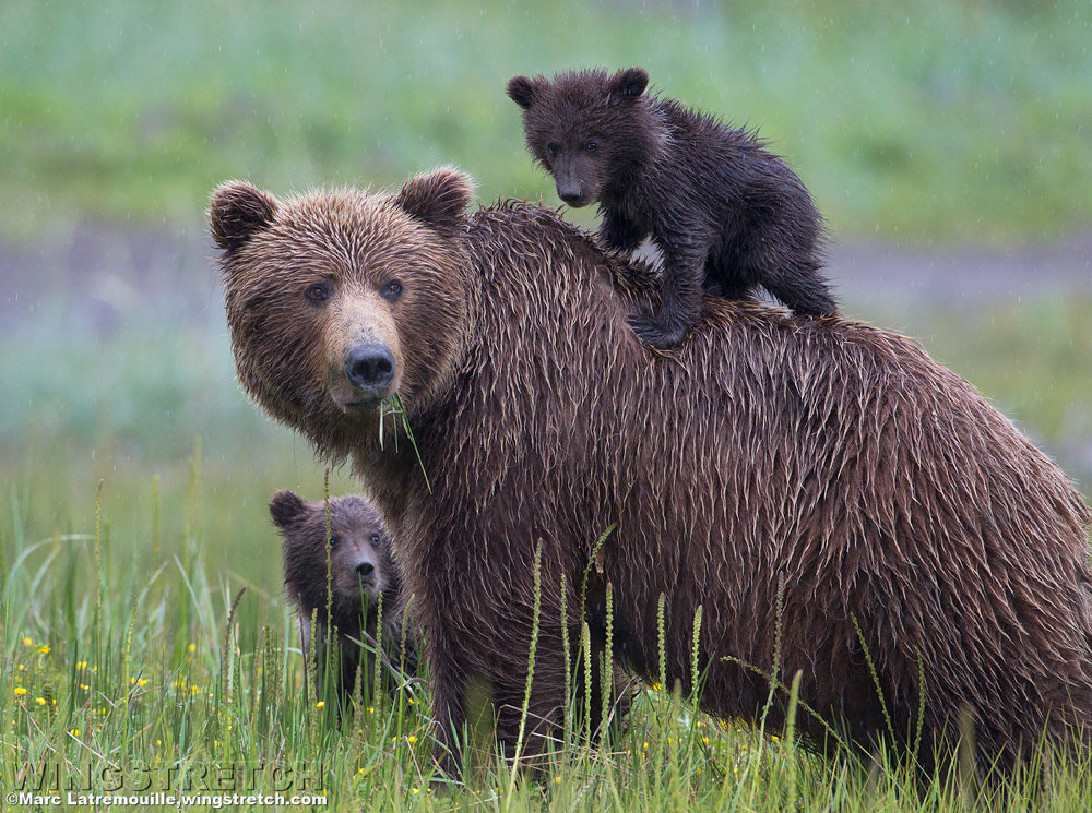 Alaskan Coastal Brown Bear Family by Marc Latremouille - Photo 48147642 ...