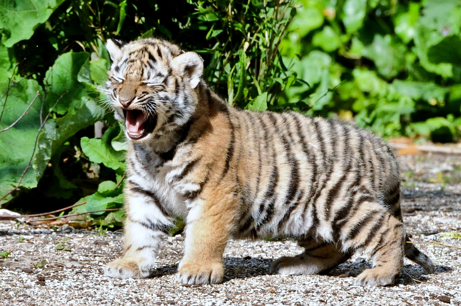 Small tiger by Peter Hausner Hansen / 500px