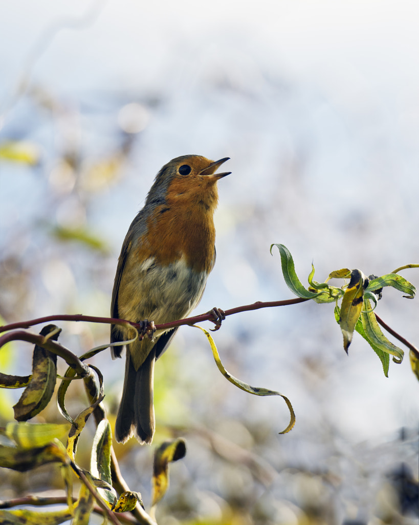 Sing for your supper by Adrian Sadlier on 500px.com