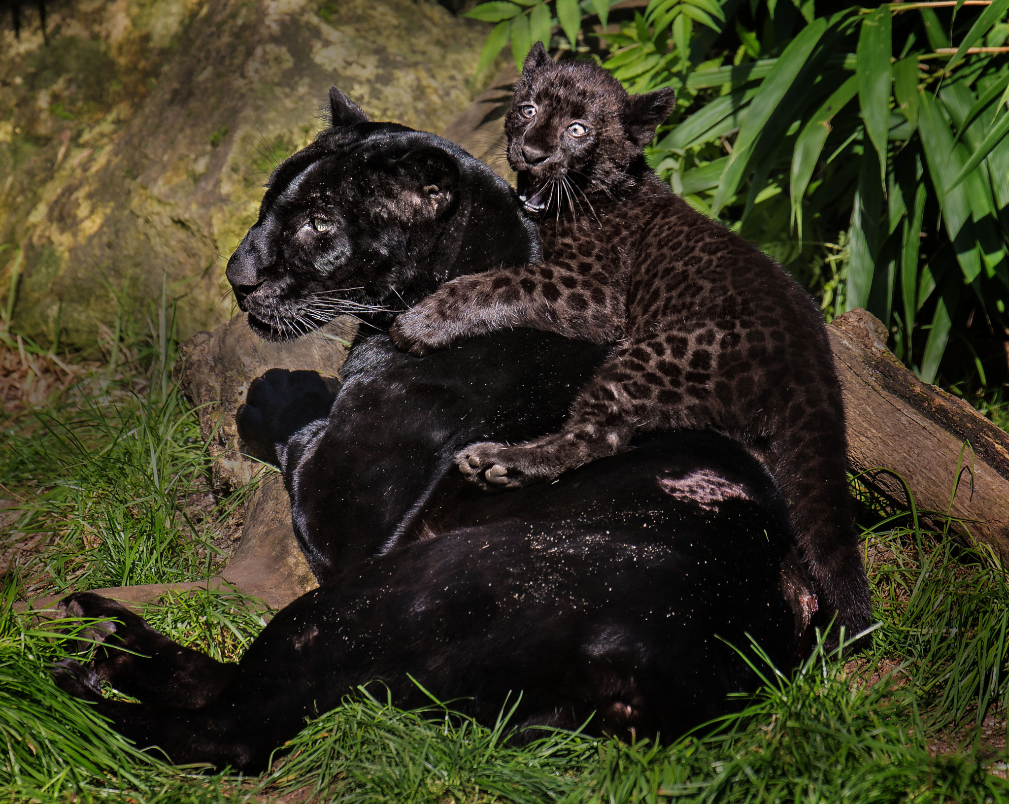 Парню удалось приручить эту пантеру