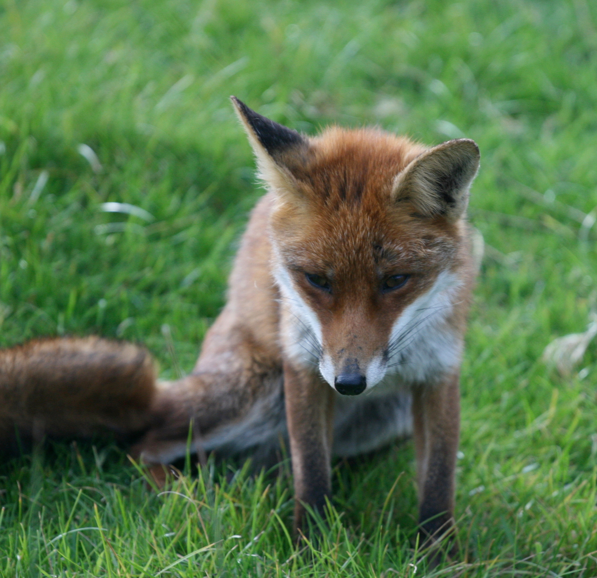 The Sad Fox by Charlie Gardner - Photo 4829855 / 500px