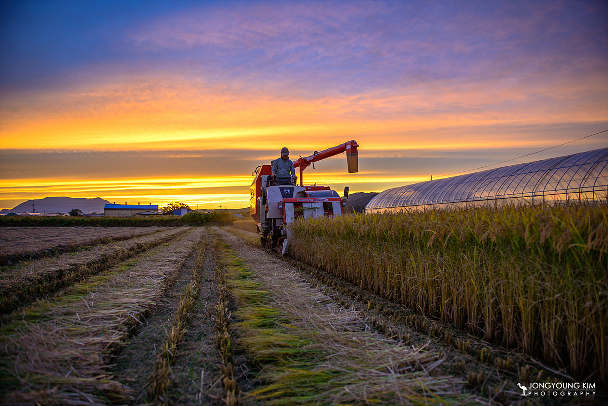 Harvest at twilight