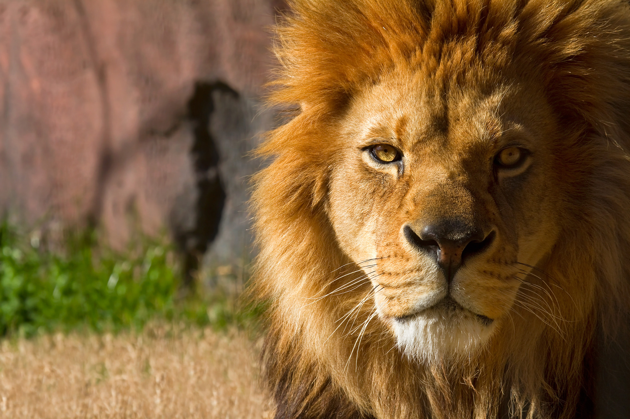 Lion Stare by Lorraine Hudgins / 500px