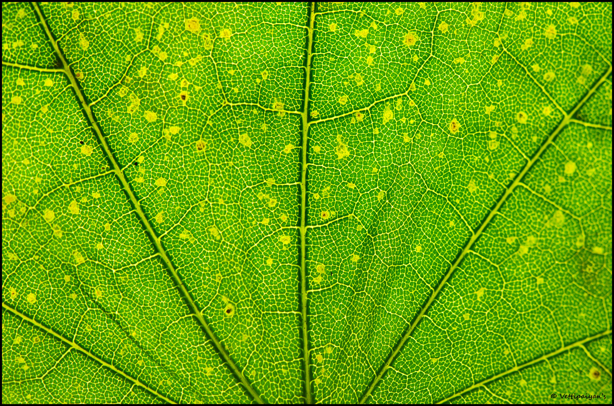 Green Leaf