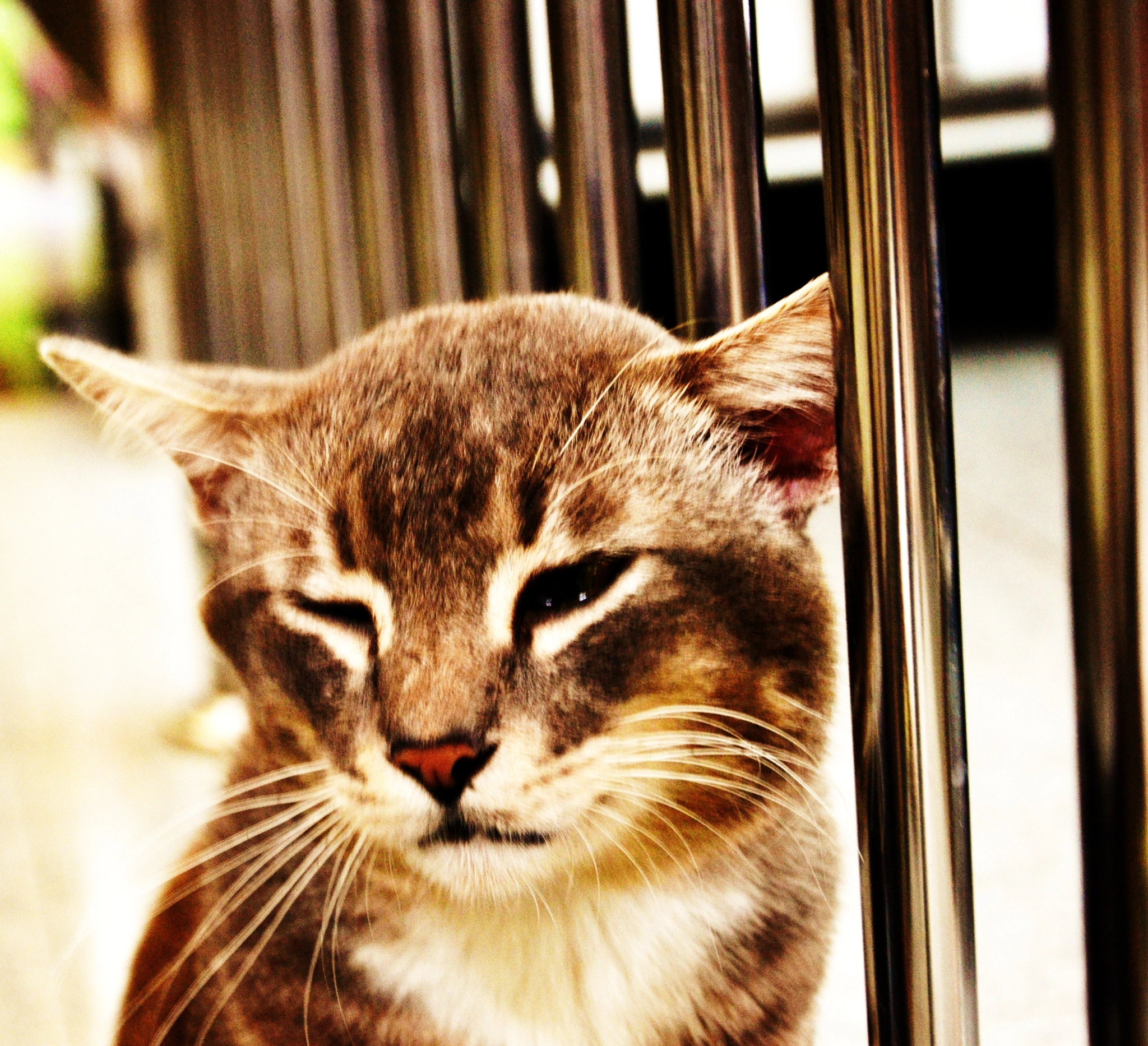 Winky Pussy by Aaron Christie - Photo 48495290 / 500px