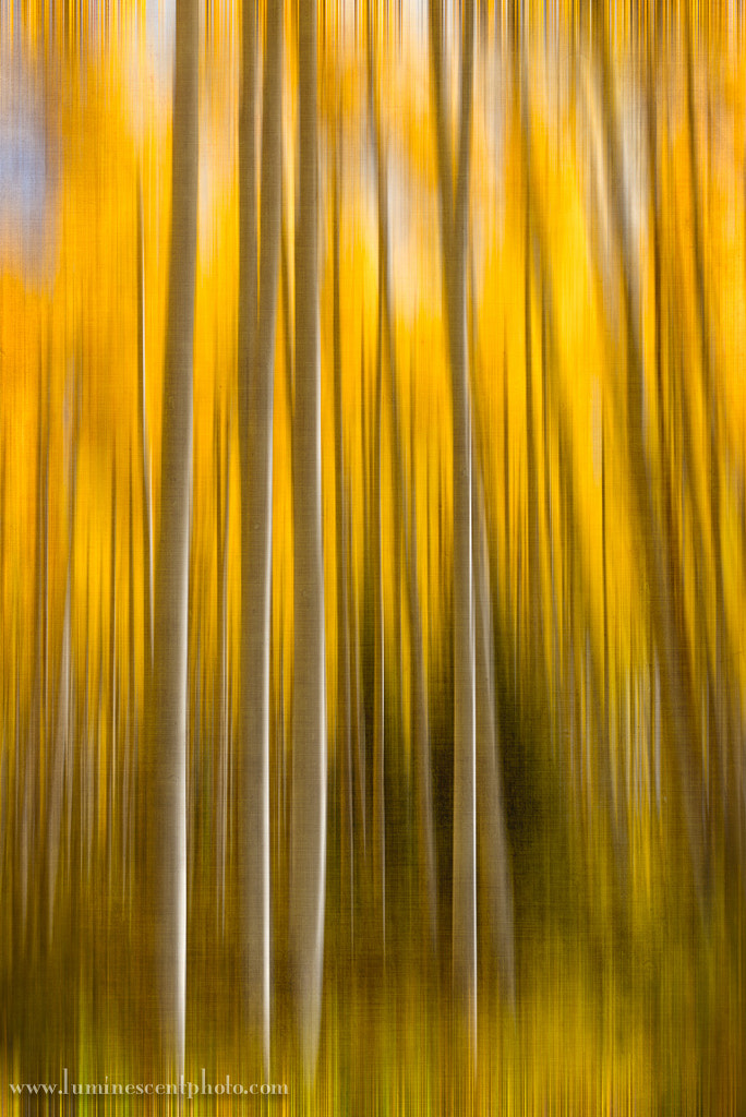 Fall Aspen by Jason Odell on 500px.com