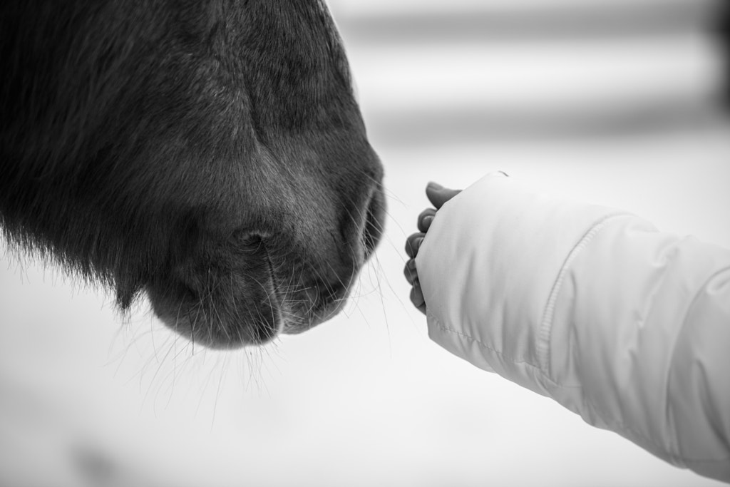 Horse Nose Stroke by Alex Cameron / 500px