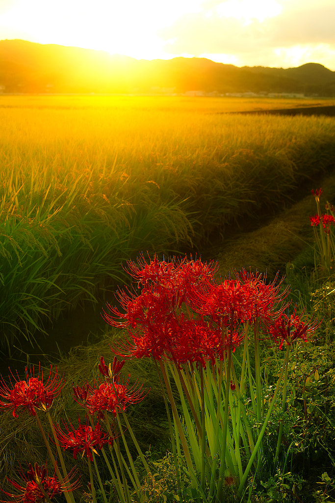 Sunset in Autumn by Lafugue Logos / 500px