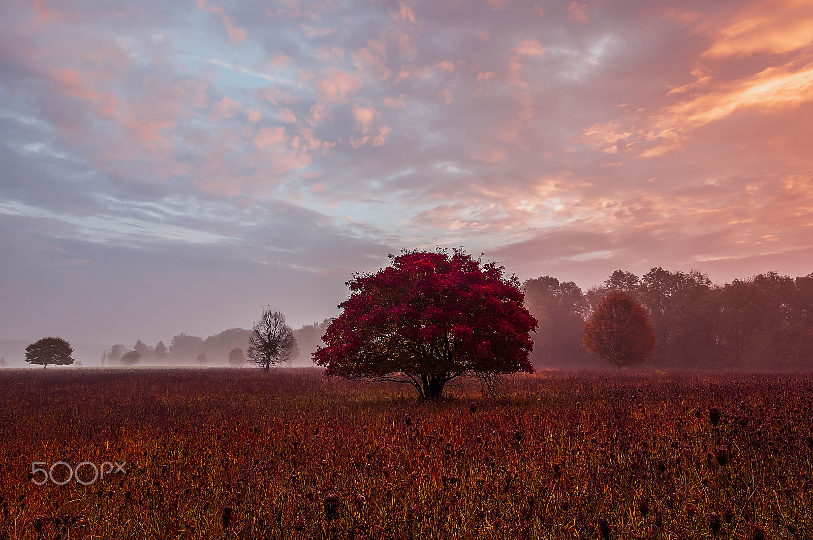 Nikon AF-S Nikkor 16-35mm F4G ED VR sample photo. Ahorn im herbst photography