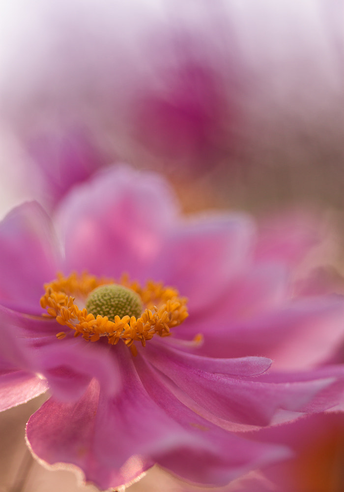 Blush by Steve Moore on 500px.com