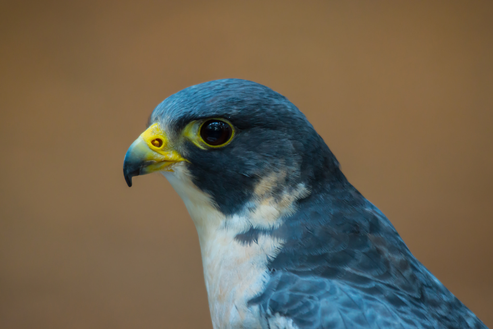 Peregrine Falcon by Ken McCall - Photo 48980210 / 500px