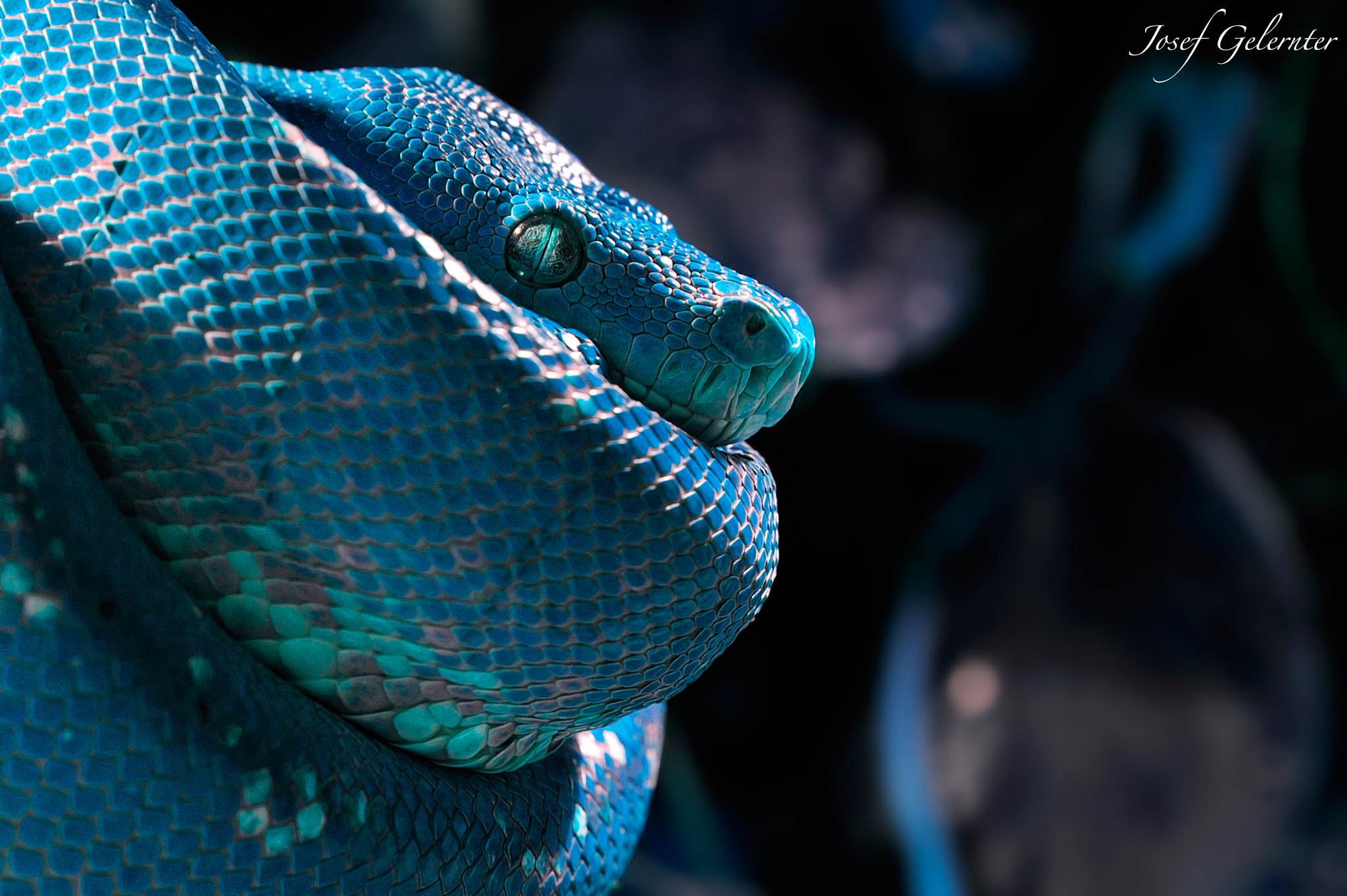 Blue Tree Python by Josef Gelernter Photo 49017688 / 500px