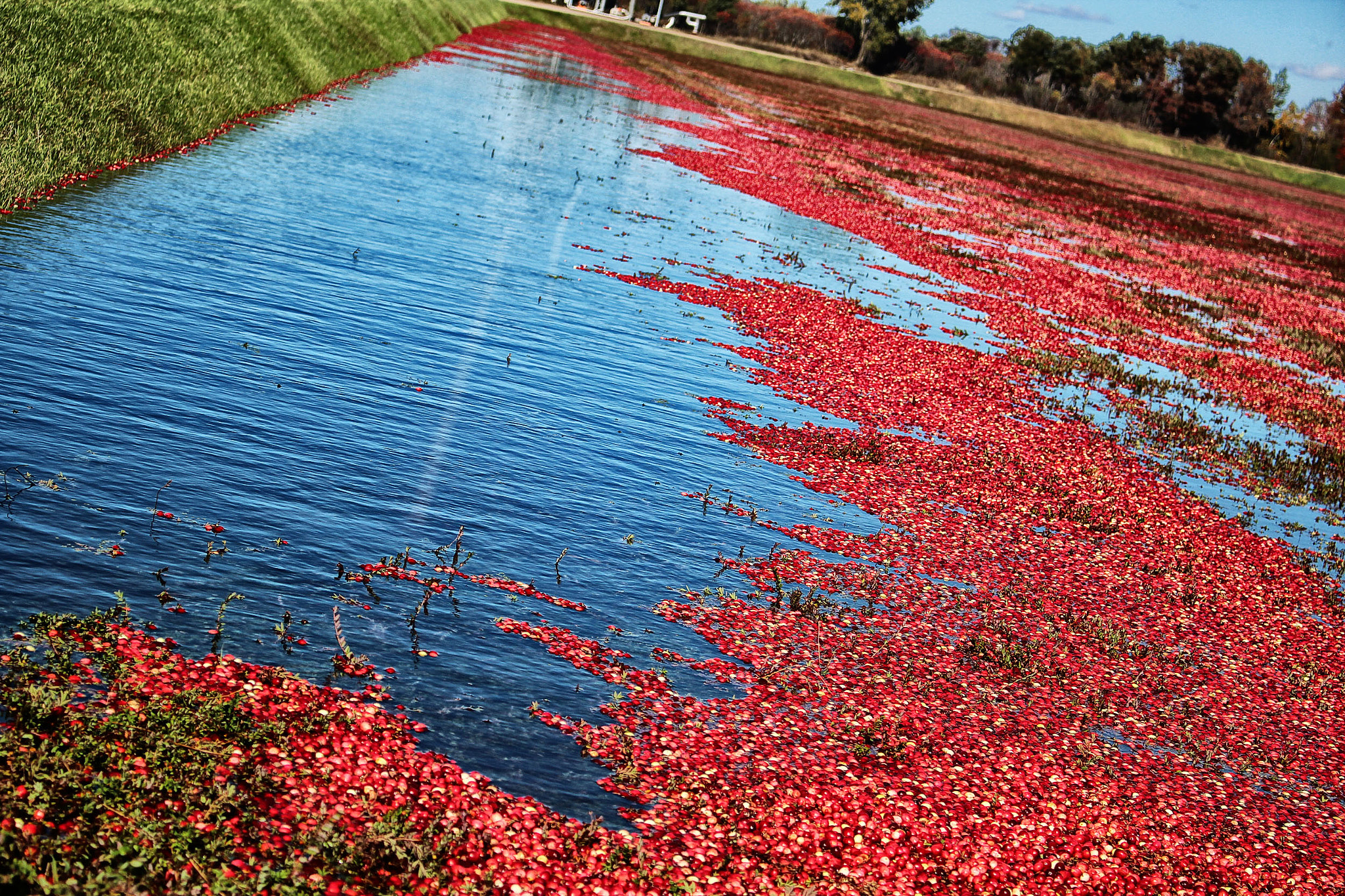 Cranberry Harvest by Tim Krause Photo 49033490 / 500px
