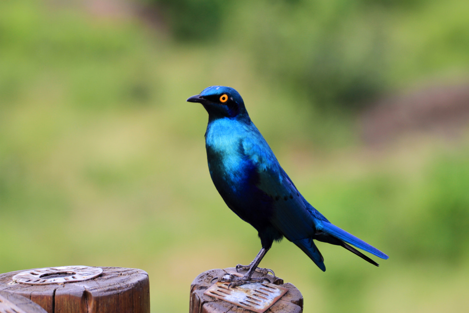 Blue Bird - Südafrika Krüger National Park by Benjamin Nocke - Photo