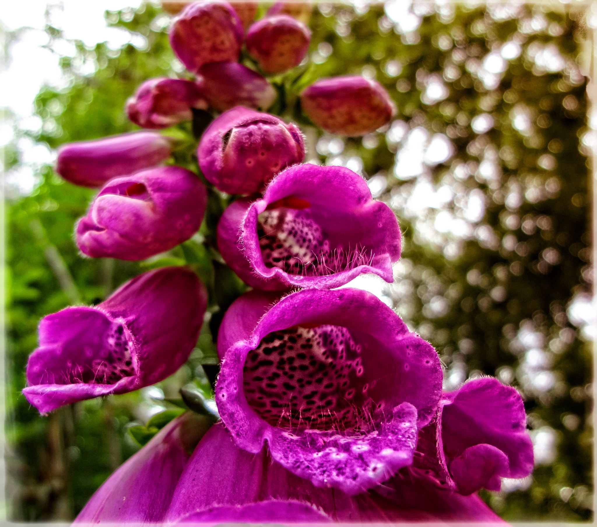 DIGITalis