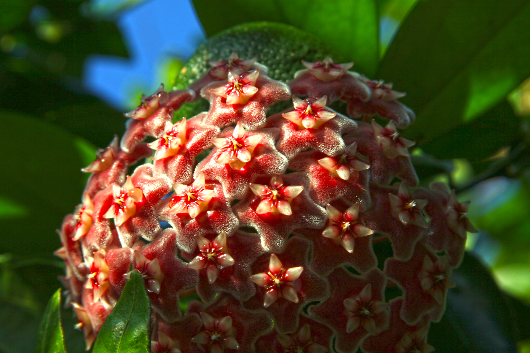 Miosotis Flower, San Juan, Puerto Rico 2011 by Francisco ...