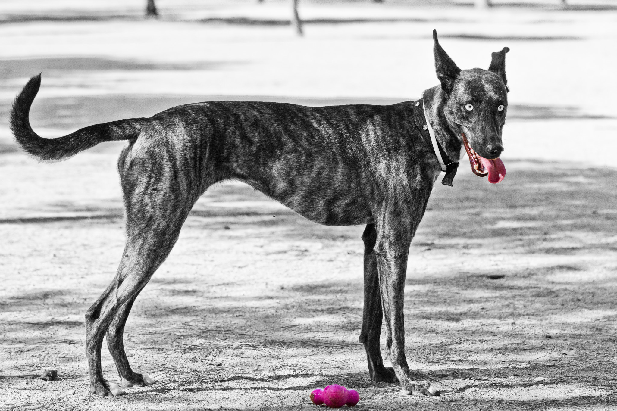 Dogs of Barcelona #2