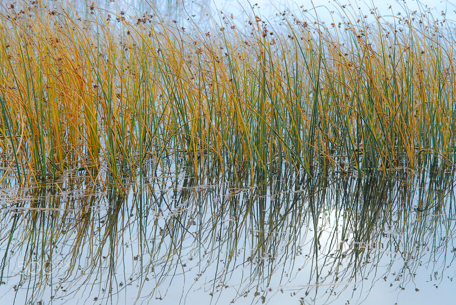 marsh-grass-by-julia-pelish-500px