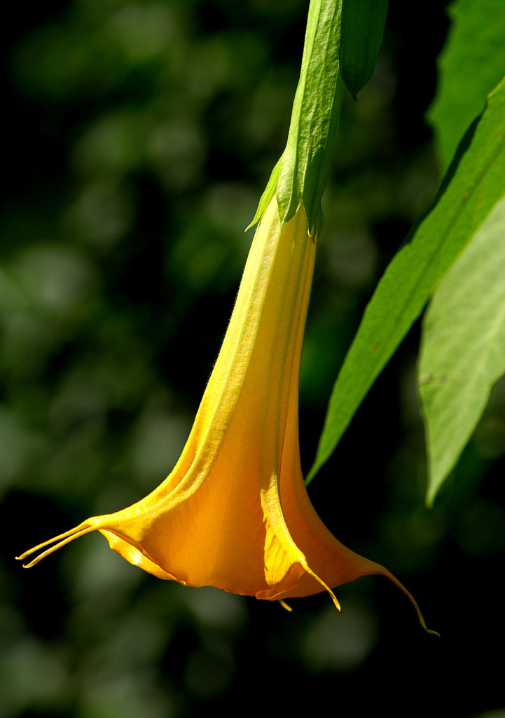Yellow trumpet flower by Rainer Leiss / 500px