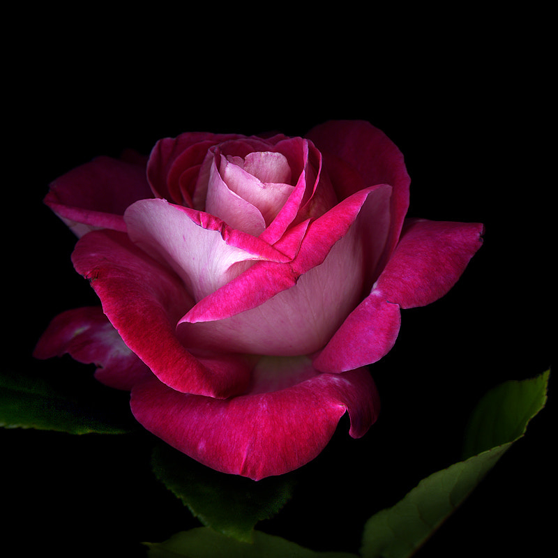 SENSUAL STRENGTH, CHERRY PARFAIT ROSE... by Magda Indigo - Photo ...