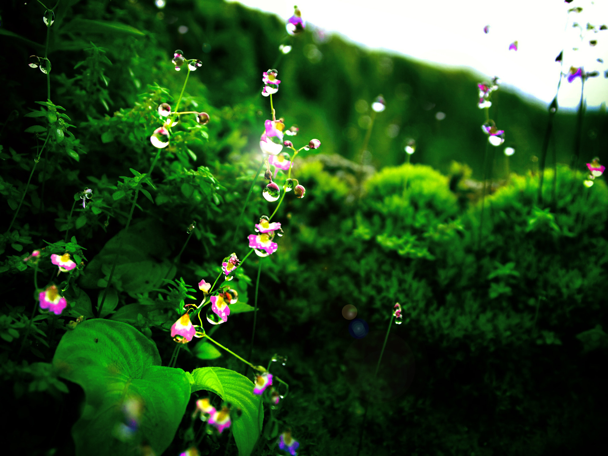 Morning Dew