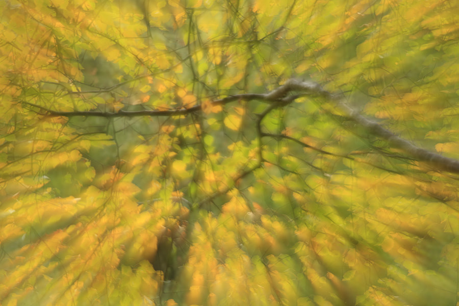 Birch blur by Mark Hamblin on 500px.com