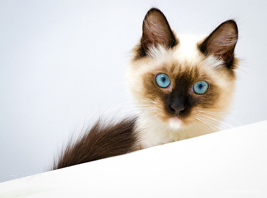 Erma by Will Moneymaker