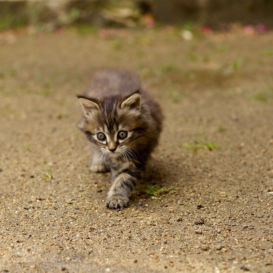 Chaton by Stéphane Blin