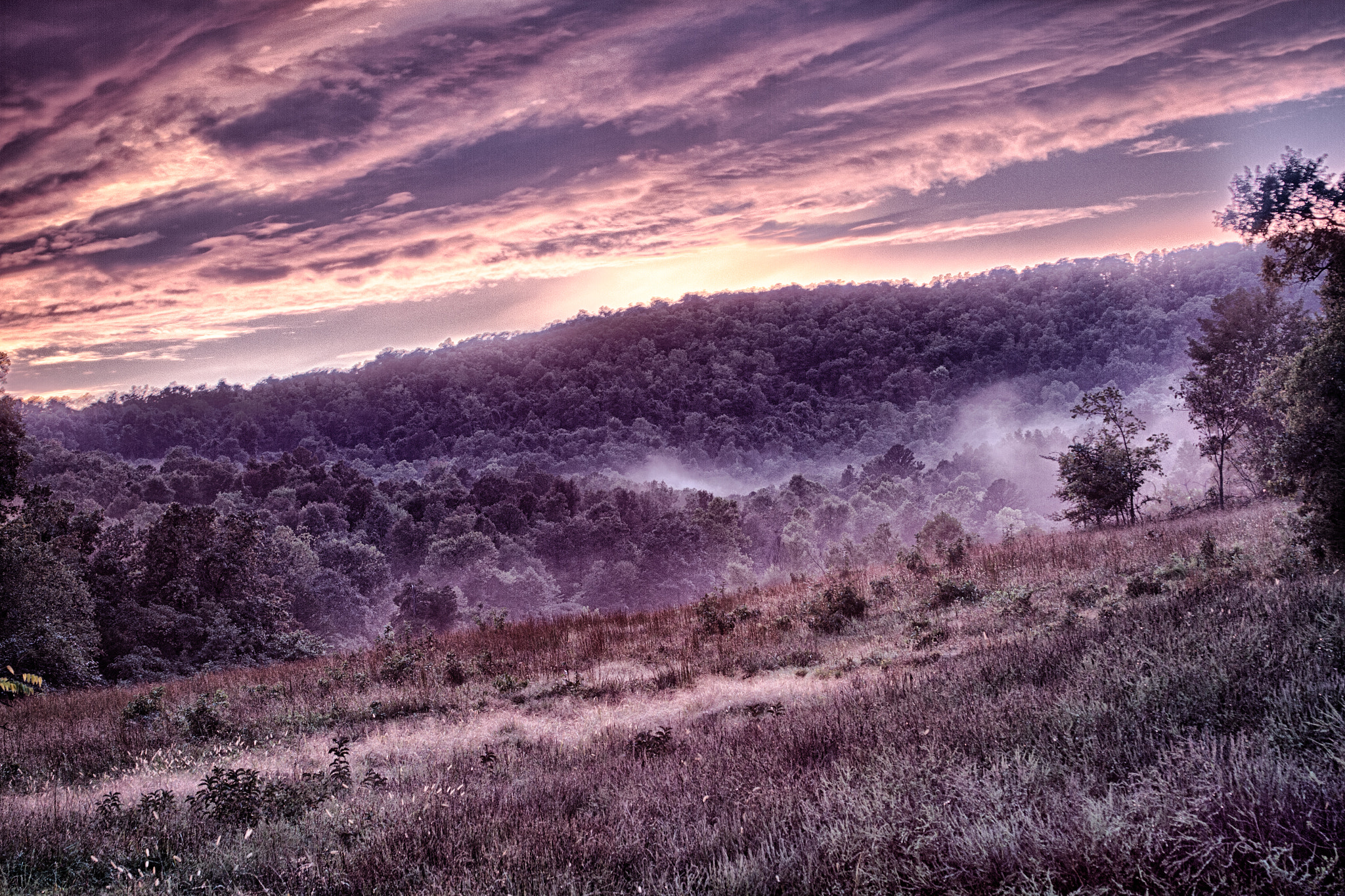 Purple Fog