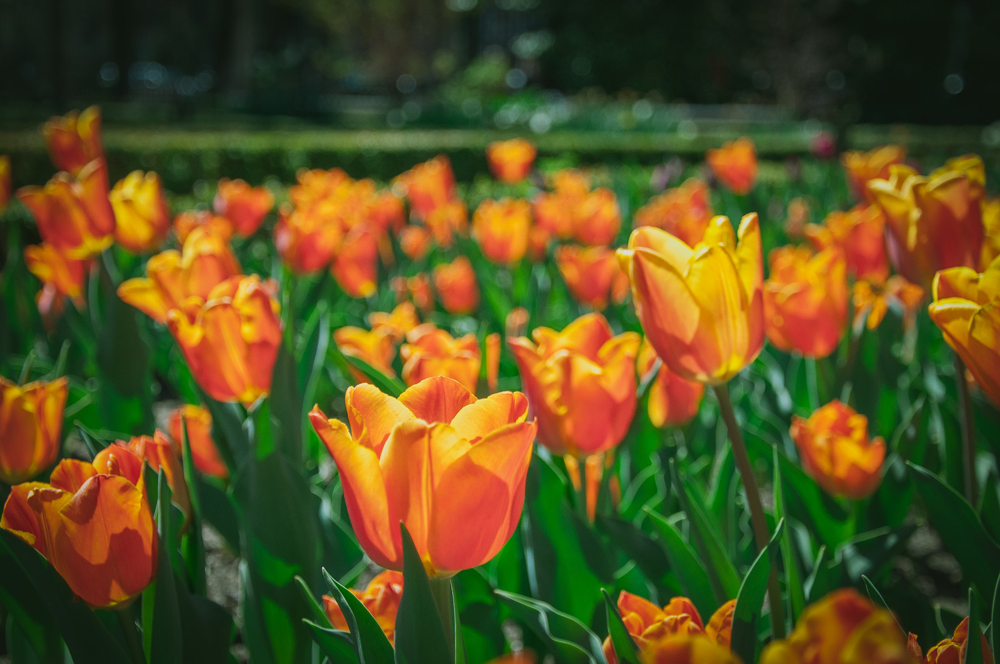 Tulips