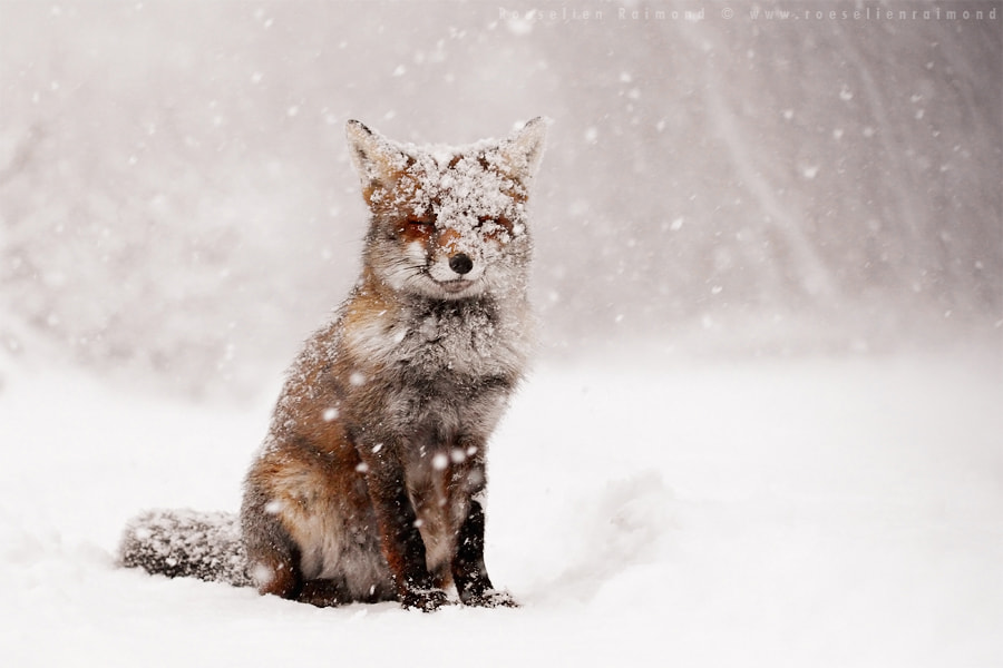 Fairytale Fox by Roeselien Raimond on 500px.com