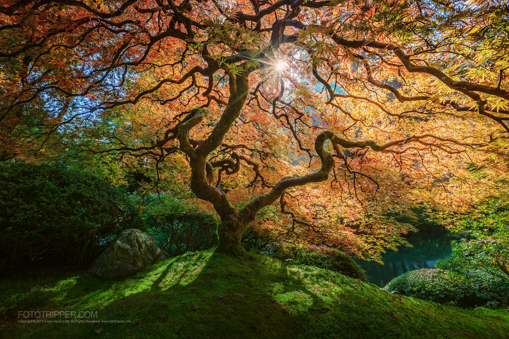 When in Portland by Gavin Hardcastle on 500px.com