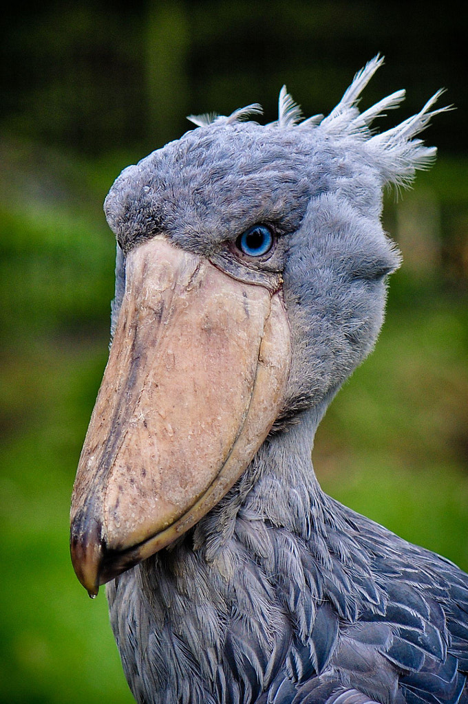 Shoebill by Patrick Weinhold / 500px