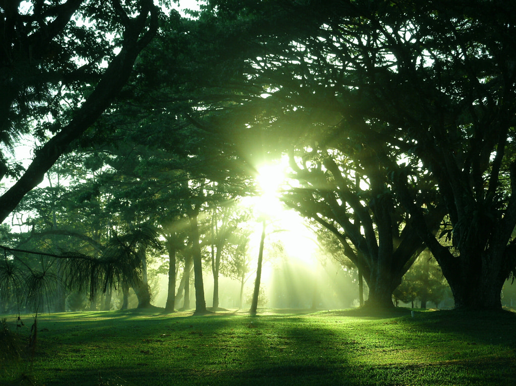 Rays and Morning Fog by Bennie Jay Guevarra on 500px.com