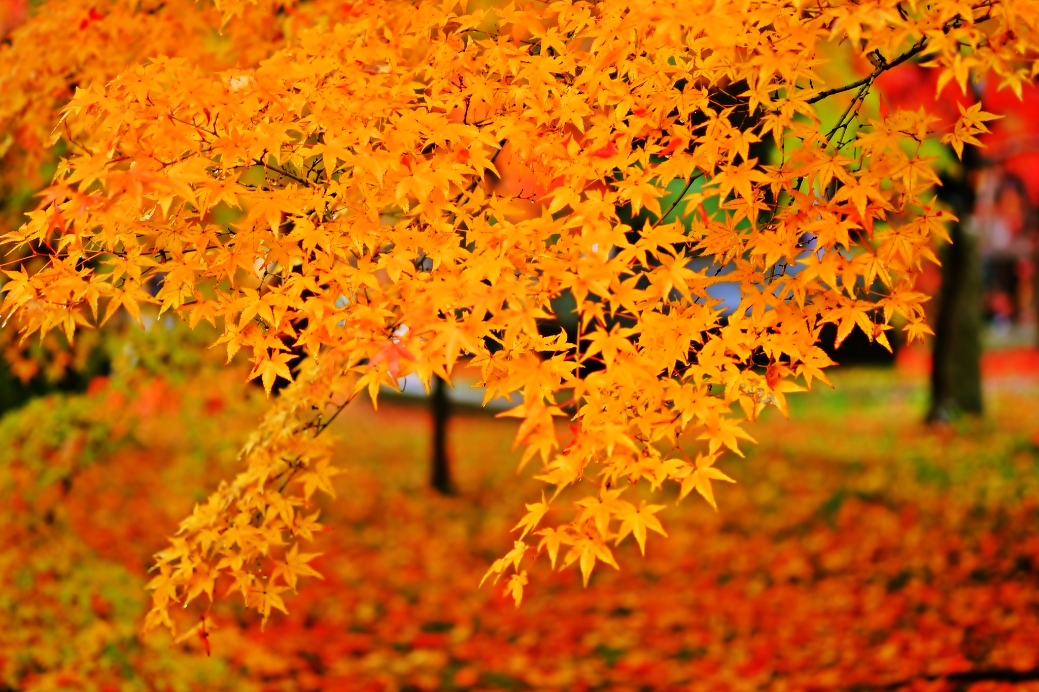 東福寺　通天橋付近
